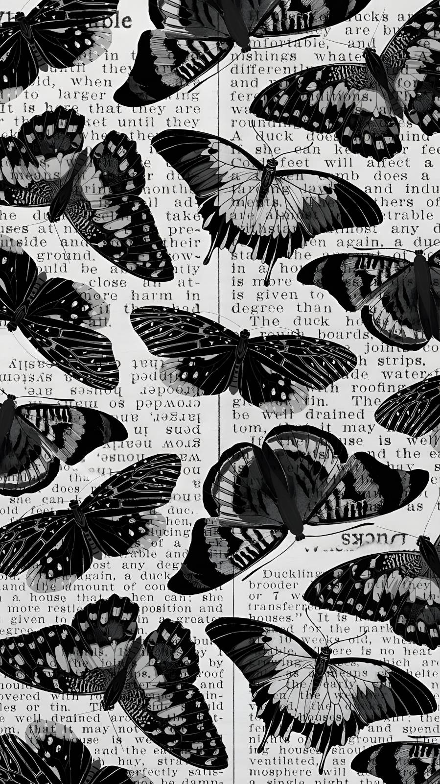 Black Butterfly - Glass Case