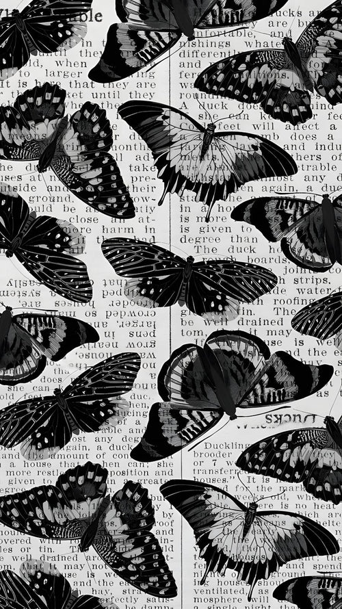 Black Butterfly - Glass Case